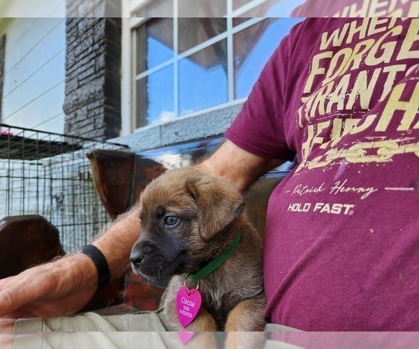 Medium Photo #7 Mastador Puppy For Sale in BROOKSVILLE, FL, USA
