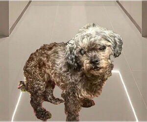 Mutt Dogs for adoption in Downey, CA, USA