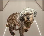 Small Mutt