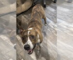 Small Photo #2 Mutt Puppy For Sale in Boston, MA, USA