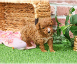 Small #2 Poodle (Miniature)