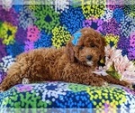 Small Photo #9 Poodle (Miniature) Puppy For Sale in NEW PROVIDENCE, PA, USA
