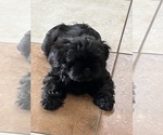 Small Photo #4 Shih Tzu Puppy For Sale in MARIANNA, FL, USA