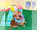 Small #4 Labrador Retriever Mix