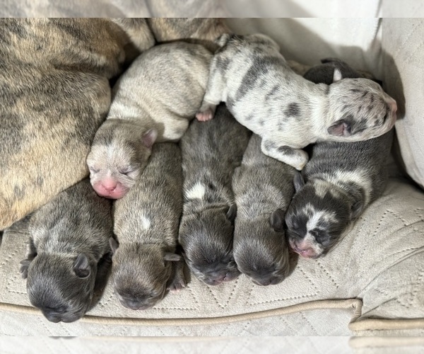 Medium Photo #1 Faux Frenchbo Bulldog Puppy For Sale in COTTONWOOD, CA, USA