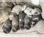 Small Faux Frenchbo Bulldog