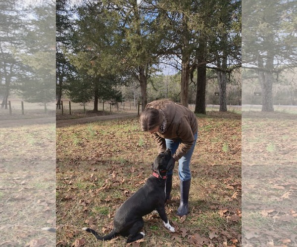 Medium Photo #3 Labrador Retriever-Unknown Mix Puppy For Sale in Sheboygan, WI, USA