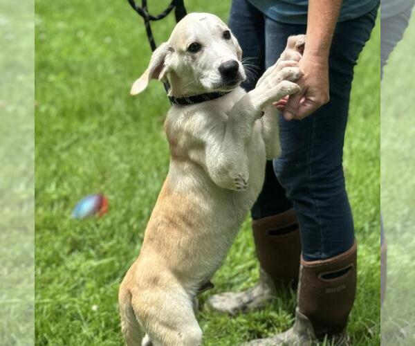 Medium Photo #2 Labrador Retriever-Unknown Mix Puppy For Sale in Yardley, PA, USA