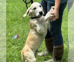 Small #1 Labrador Retriever Mix