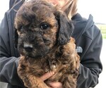 Puppy 3 Goldendoodle (Miniature)