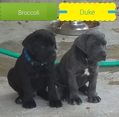 Cane Corso Puppy for sale in IMPERIAL, MO, USA