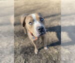 Small #1 American Pit Bull Terrier Mix