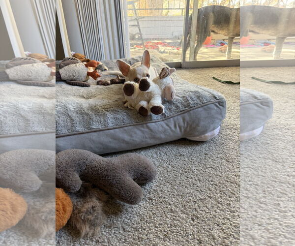 Medium Photo #3 Chihuahua-Unknown Mix Puppy For Sale in Aurora, CO, USA