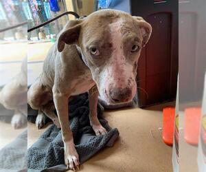 American Pit Bull Terrier Dogs for adoption in Chula Vista, CA, USA
