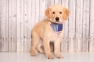 Golden Retriever Puppy for sale in MOUNT VERNON, OH, USA