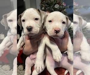 American Pit Bull Terrier Puppy for sale in SNOW CAMP, NC, USA