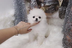 Pomeranian Puppy for sale in LAS VEGAS, NV, USA