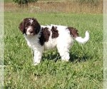 Small Photo #11 Labradoodle Puppy For Sale in SPENCERVILLE, IN, USA
