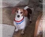 Small #4 Dachshund
