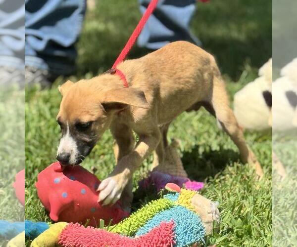 Medium Photo #4 Mutt Puppy For Sale in Yardley, PA, USA