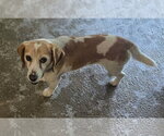 Small #3 Beagle