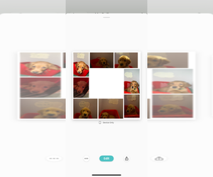 Golden Retriever Puppy for sale in SOMERSWORTH, NH, USA