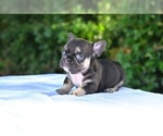 Puppy Puppy 3 French Bulldog