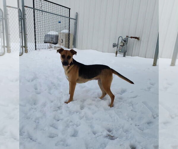 Medium Photo #5 Mutt Puppy For Sale in Evansville, IN, USA