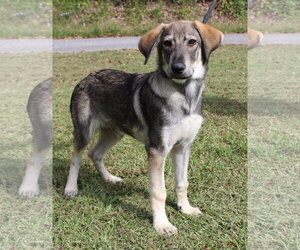 Jaxon 44399 - Male Siberian Husky-Unknown Mix Dog for Adoption