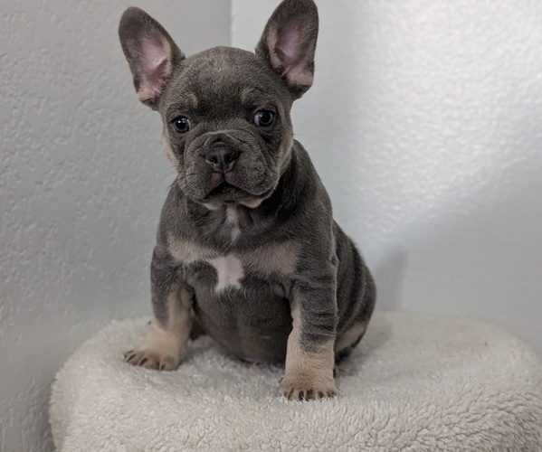 Medium Photo #1 French Bulldog Puppy For Sale in GOSHEN, IN, USA