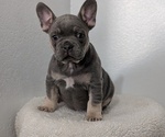 Puppy Tucker French Bulldog