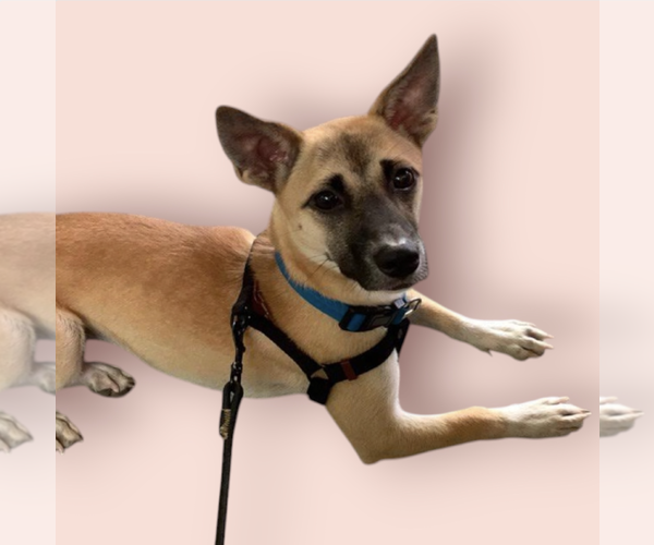 Medium Photo #1 Mutt Puppy For Sale in Rockville, MD, USA