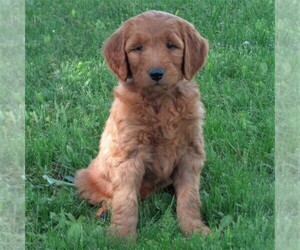 Goldendoodle-Poodle (Standard) Mix Puppy for sale in THORP, WI, USA