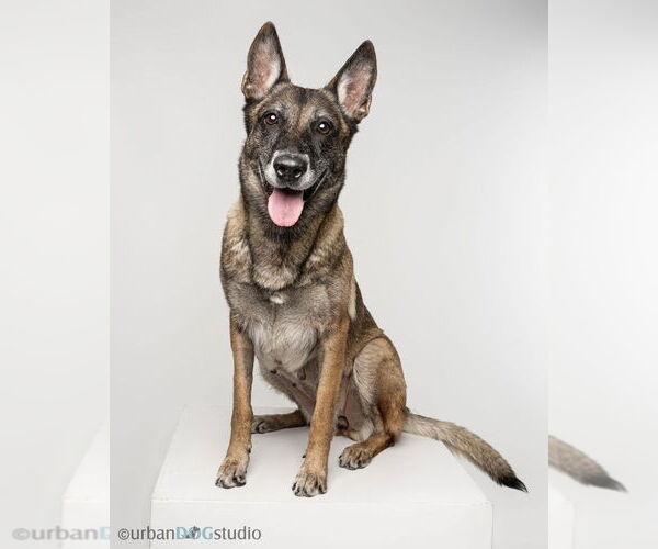 Medium Photo #4 Mutt Puppy For Sale in Imlay City, MI, USA