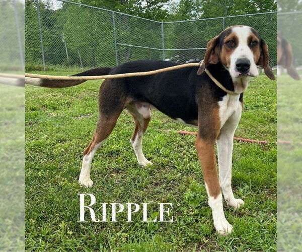 Medium Photo #1 Mutt Puppy For Sale in Elmsford, NY, USA