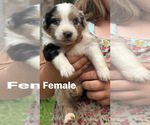 Puppy Puppy 1 Australian Shepherd