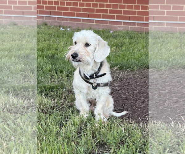 Medium Photo #5 Mutt Puppy For Sale in Arlington, VA, USA