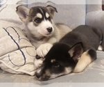 Small Photo #24 German Shepherd Dog-Siberian Husky Mix Puppy For Sale in SAINT MARYS, KS, USA