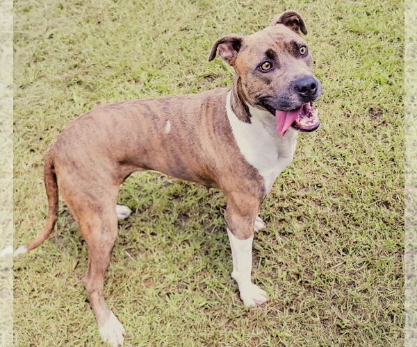 Medium Photo #7 Mutt Puppy For Sale in Anniston, AL, USA