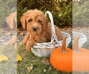 Cockapoo (Toy) Puppy for sale in MIDDLEBURY, IN, USA