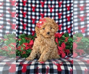 Cock-A-Poo Puppy for sale in NOTTINGHAM, PA, USA