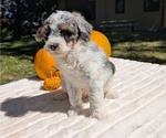 Small Photo #55 Miniature Bernedoodle Puppy For Sale in GOSHEN, IN, USA