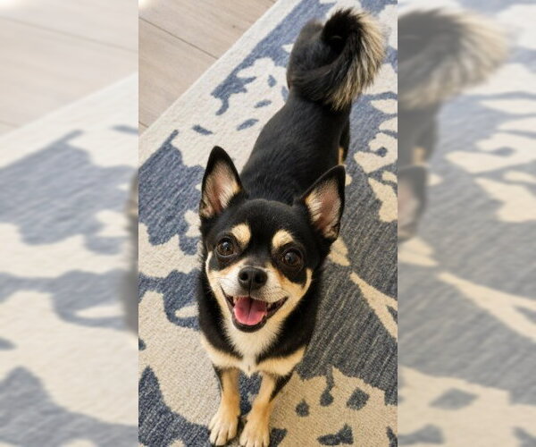 Medium Photo #1 Chihuahua-Shiba Inu Mix Puppy For Sale in San Diego, CA, USA