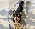 Small Chihuahua-Shiba Inu Mix