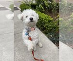 Small Photo #3 Poochon Puppy For Sale in San Francisco, CA, USA