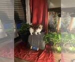 Puppy Deuce Deuce Poovanese