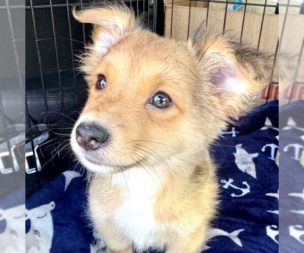 Medium Photo #6 Dorgi Puppy For Sale in San Juan Capistrano, CA, USA
