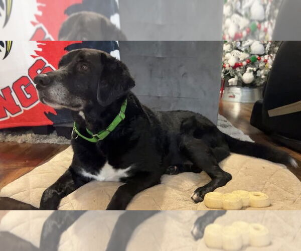 Medium Photo #1 Great Dane-Labrador Retriever Mix Puppy For Sale in Evansville, IN, USA