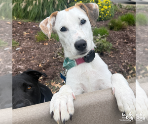 Lexi Dee - Female Retriever -Unknown Mix Dog for Adoption - Photo #3