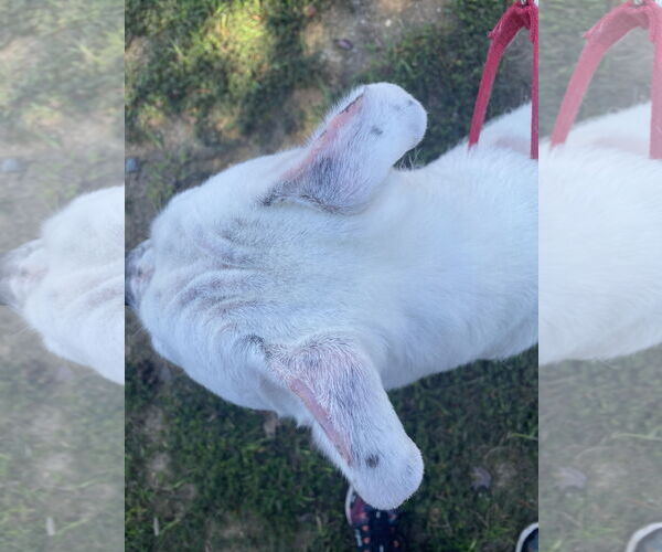 Medium Photo #9 American Bulldog-Unknown Mix Puppy For Sale in Spotsylvania, VA, USA